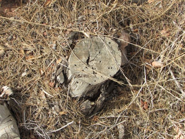 Ahora Murcia denuncia el estado de dejadez del Parque Regional de Carrascoy - 5, Foto 5