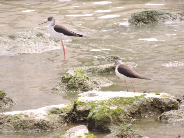 El Ministerio ha realizado un encargo a TRAGSA para el mantenimiento ordinario de los ríos y los cauces de la cuenca del Segura - 2, Foto 2