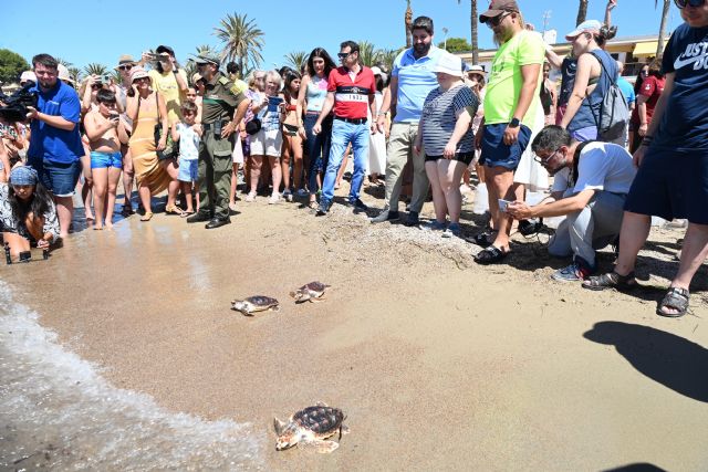 Región de Murcia: Territorio Tortuga. Liberan 30 tortugas bobas en Isla Plana - 2, Foto 2