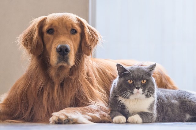 Los problemas de piel más comunes de las mascotas en verano y cómo solucionarlos con Ozovet - 1, Foto 1