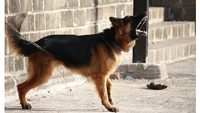 Fiestas de verano, pirotecnia y mascotas - 1, Foto 1