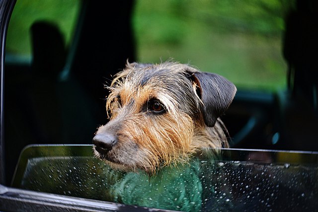 Conoce los consejos para viajar con tu mascota este verano en cualquier medio de transporte - 1, Foto 1