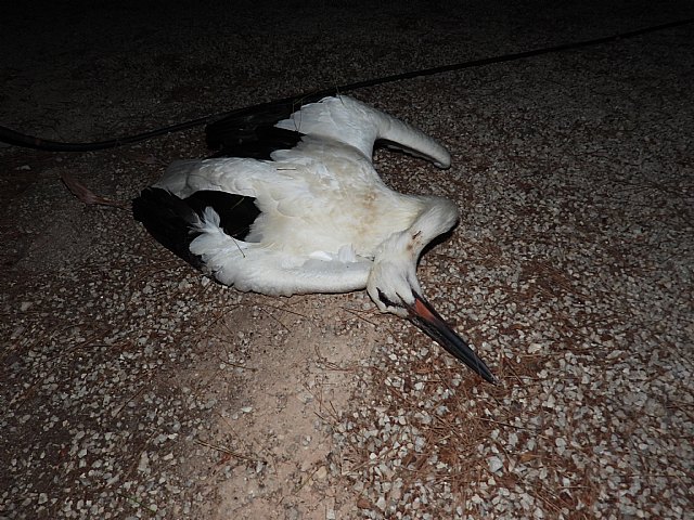 Electrocución en directo de un bando de cigüeñas blancas en Calasparra - 2, Foto 2