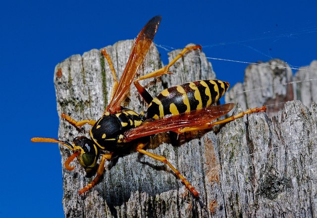 Una prueba específica valora la respuesta a la inmunoterapia de los alérgicos a avispas y abejas - 1, Foto 1