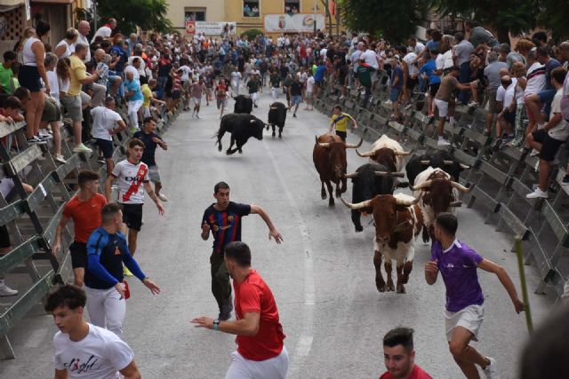 Encierros de Calasparra  3 de septiembre. El encierro de El Pincha protagoniza un encierro limpio y muy emocionante - 2, Foto 2