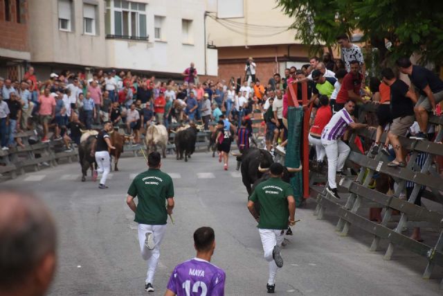 Encierros de Calasparra  3 de septiembre. El encierro de El Pincha protagoniza un encierro limpio y muy emocionante - 3, Foto 3