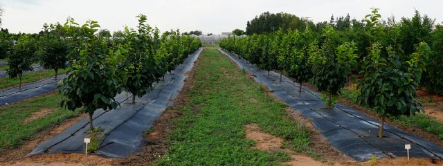 Entrevista a Alejandro Morera sobre Biofertilización y sostenibilidad - 3, Foto 3