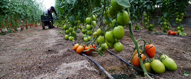 Entrevista a Alejandro Morera sobre Biofertilización y sostenibilidad - 5, Foto 5