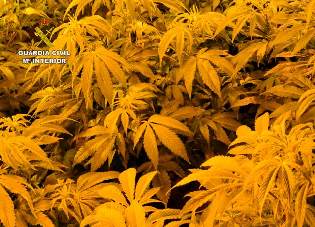 Una incidencia destapa una plantación indoor de marihuana en Las Torres de Cotillas - 1, Foto 1