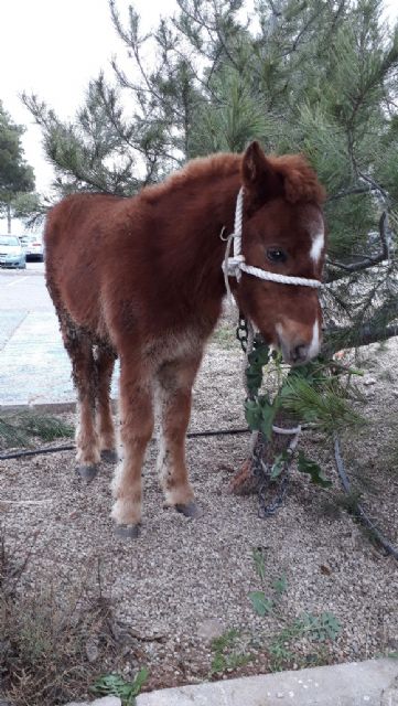 Un pony abandonado en las inmediaciones de Los Pilones encuentra un hogar - 3, Foto 3