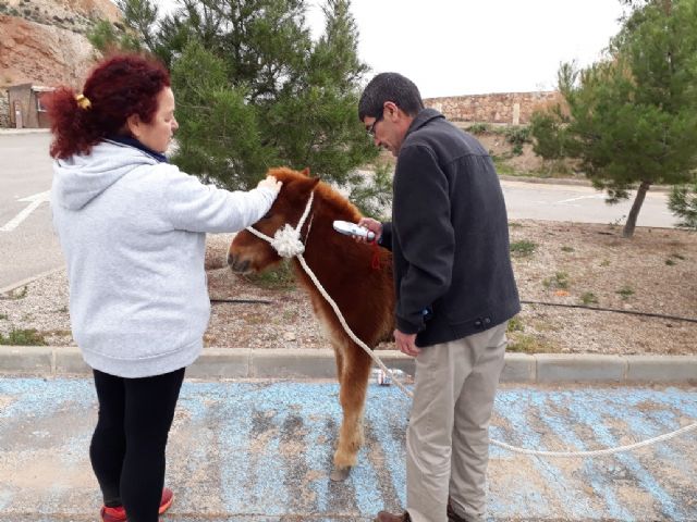 Aparece el presunto dueño del pony abandonado en Los Pilones en la mañana del jueves - 1, Foto 1