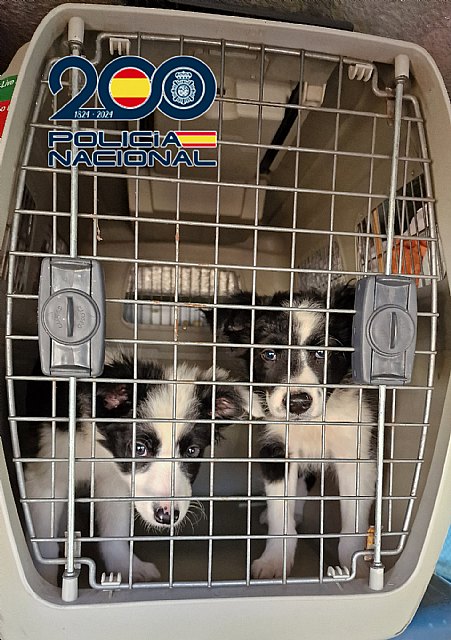 La Policía Nacional desarticula una organización criminal dedicada a la cría y venta ilegal de cachorros - 1, Foto 1