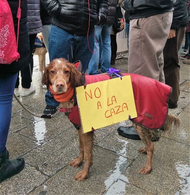 Más de 6.000 personas gritaron No a la caza con galgos y otras razas en 31 ciudades españolas - 3, Foto 3