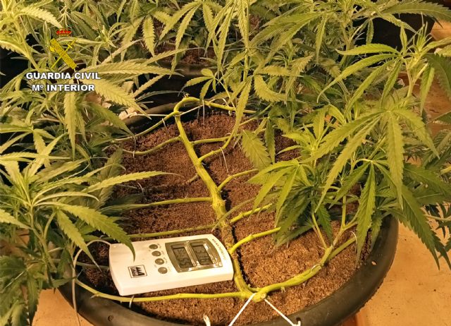 La Guardia Civil desmantela en Murcia una plantación de marihuana tipo indoor - 2, Foto 2