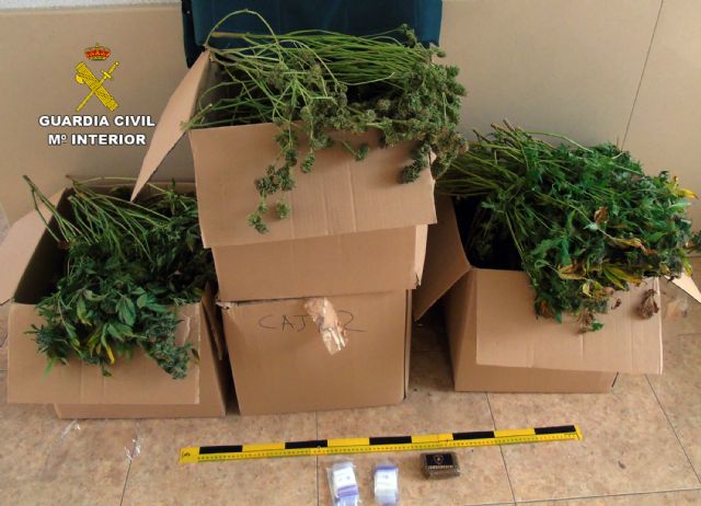 La Guardia Civil desmantela una plantación de marihuana tipo indoor en un domicilio de la pedanía murciana de Cabezo de Torres - 4, Foto 4