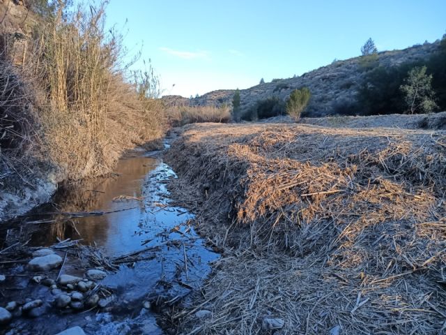 ANSE sustituye 100 metros de orilla de caña por bosque de ribera en Cañaverosa - 3, Foto 3