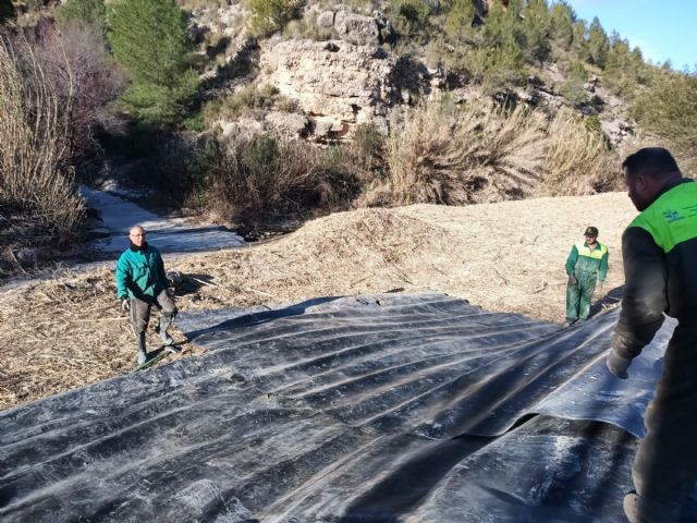 ANSE sustituye 100 metros de orilla de caña por bosque de ribera en Cañaverosa - 4, Foto 4