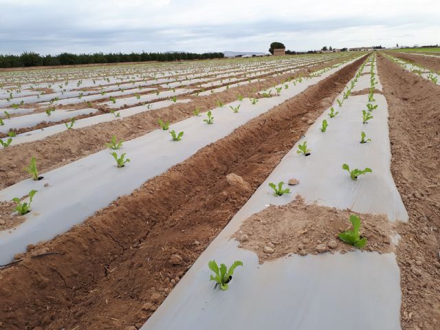 ACBD expondrá sus avances sobre acolchados biodegradables en FAME INNOVA - 1, Foto 1