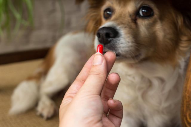 Un reciente real decreto revalida la dispensación en la farmacia de los medicamentos veterinarios - 1, Foto 1