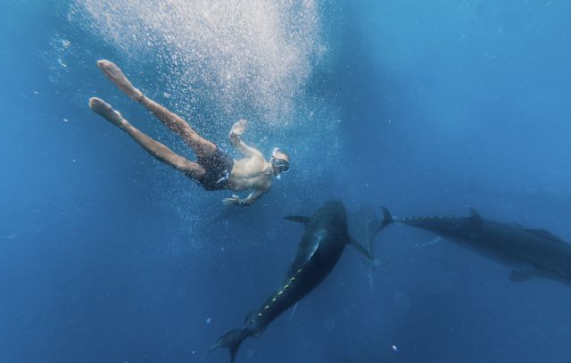 La tuna tour permite nadar entre cientos de atunes rojos en alta mar - 1, Foto 1