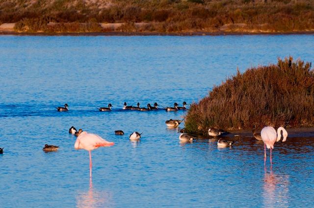 Medio Ambiente organiza actividades en las Salinas de San Pedro con motivo del Día Mundial de las aves migratorias - 1, Foto 1