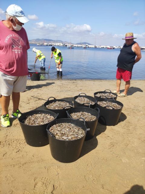 MC: Vuelta de tuerca de los ecocidas del Mar Menor; el PP provoca en Cartagena hablando del presente y futuro de la laguna salada - 3, Foto 3