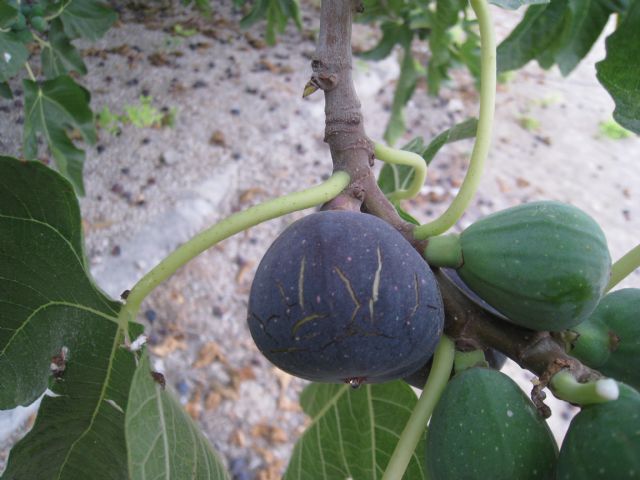 Agricultura desarrolla un proyecto de conservación y ampliación de variedades de higuera en una finca de Molina de Segura - 2, Foto 2