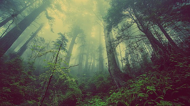 Cruz Roja compensará sus emisiones de dióxido de carbono con acciones de reforestación - 1, Foto 1