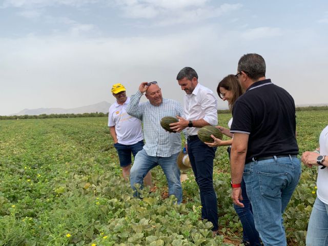 Uno de cada dos melones españoles que se venden en el extranjero procede de la Región de Murcia - 1, Foto 1