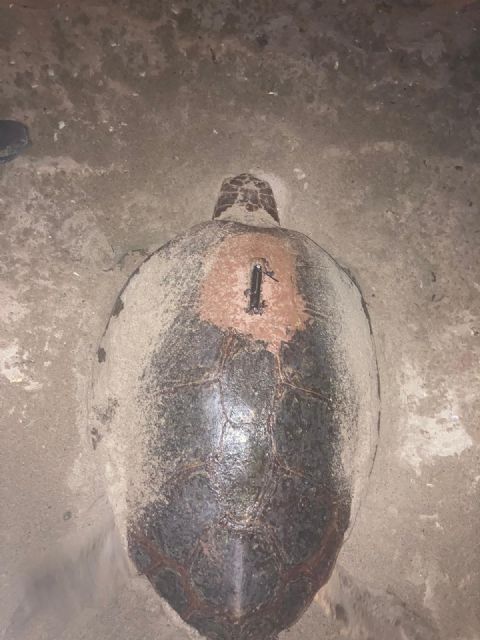 Una tortuga boba consigue nidificar en Isla Plana después de tres años de intentos fallidos de esta especie en la costa murciana - 2, Foto 2