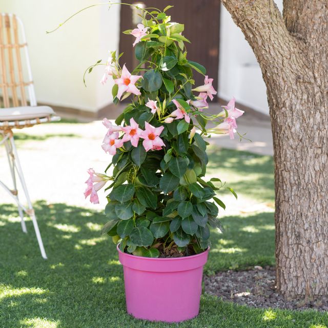 Preparar las plantas para cuando nos vayamos de vacaciones y encontrarlas aún espléndidas a la vuelta (Sí, ¡es posible!) - 1, Foto 1