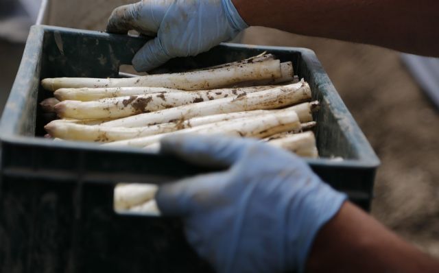 Las conservas vegetales murcianas duplican el precio de las italianas en el mercado chino durante el último año - 1, Foto 1