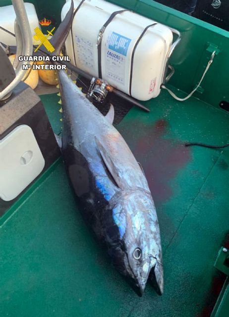 La Guardia Civil detecta a dos pescadores furtivos con un atún rojo en El Gorguel - 4, Foto 4