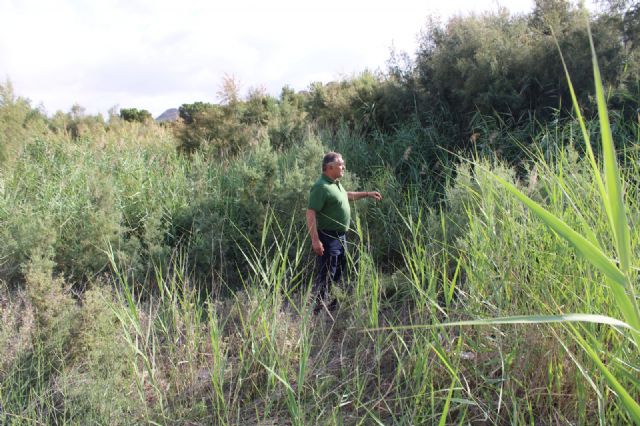 El Ayuntamiento volverá a solicitar a la CHS la limpieza del cauce del río Guadalentín - 2, Foto 2