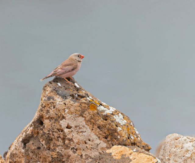 Estudiarán y monitorizarán la población de aves en la Zona de Especial Protección de Almenara-Moreras-Cabo Cope - 1, Foto 1