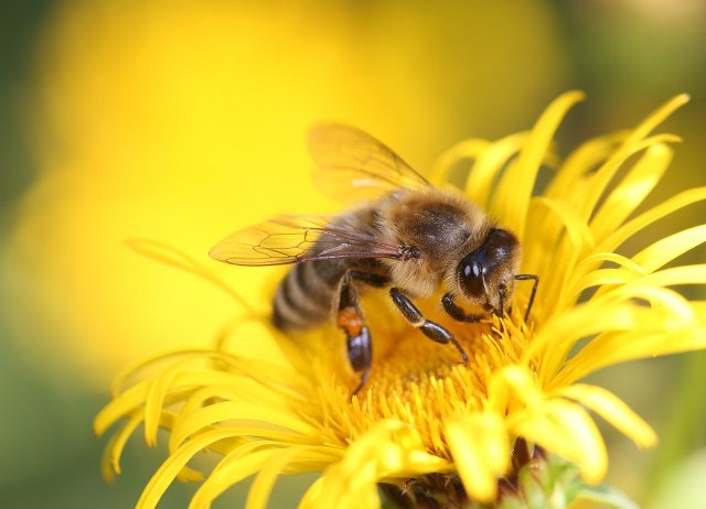 Inmunoterapia para alérgicos al veneno de abejas y avispas - 1, Foto 1