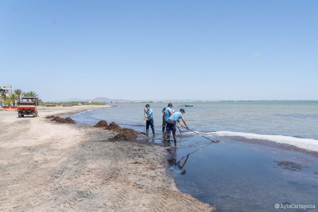 Las brigadas del Litoral retiran 60 toneladas de algas y biomasa en las playas sur del Mar Menor durante el mes de agosto - 1, Foto 1