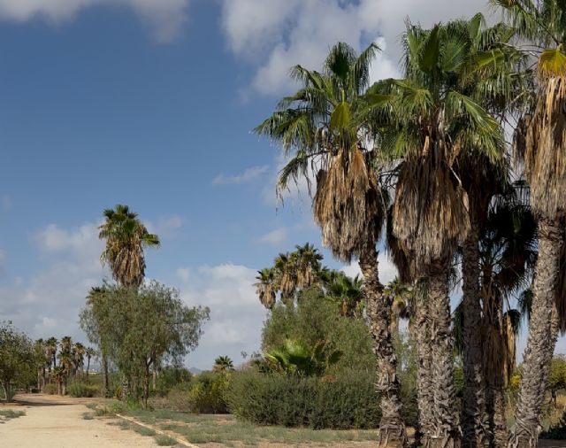 El Parque de los Exploradores refleja la despreocupación del gobierno de Arroyo por las zonas verdes del municipio - 4, Foto 4