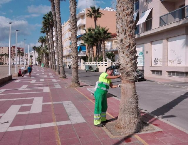 El Ayuntamiento 'afeita' las partes inferiores de algunas palmeras para mejorar la seguridad de los viandantes - 1, Foto 1