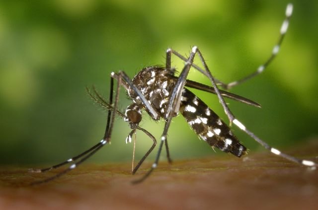 Sanidad amplía los medios para combatir la proliferación de mosquitos tras la DANA - 1, Foto 1