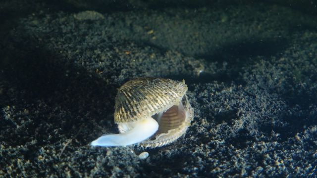 El Mar Menor, de nuevo en grave estado - 2, Foto 2