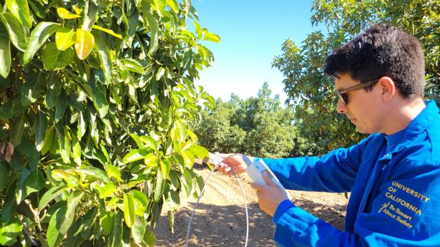 La Universidad de California acumula más de 70 años trabajando en líneas de mejora de aguacate y por ello dispone de una de las mejores colecciones de germoplasma de aguacate del mundo, Foto 1