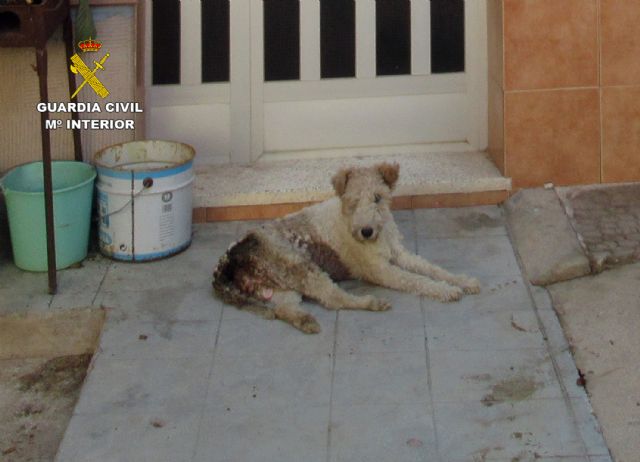 La Guardia Civil investiga en Murcia al dueño de una perra por maltrato animal - 1, Foto 1