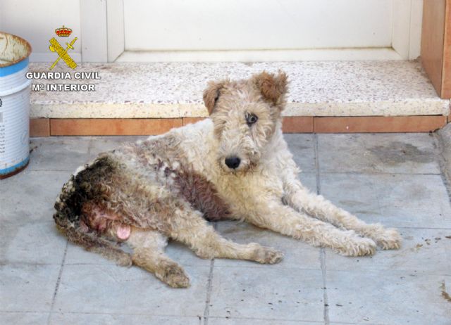 La Guardia Civil investiga en Murcia al dueño de una perra por maltrato animal - 2, Foto 2