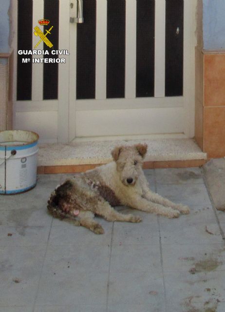 La Guardia Civil investiga en Murcia al dueño de una perra por maltrato animal - 3, Foto 3