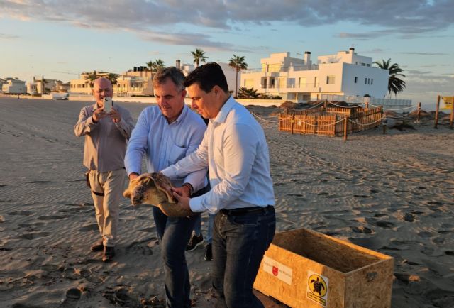 Medio Ambiente devuelve al mar a una tortuga boba en San Javier tras pasar por el Centro de Recuperación de Fauna Silvestre - 1, Foto 1