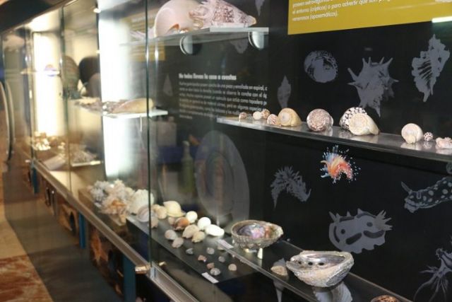 El Museo del Agua y la Ciencia de Murcia continúa su labor de divulgación de especies vivas y de colecciones científicas - 2, Foto 2