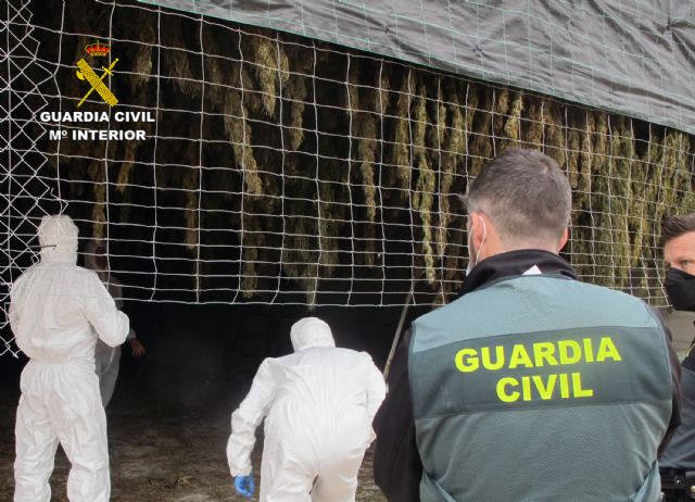 La Guardia Civil desmantela en Jumilla un cultivo de marihuana con más de 3.500 plantas - 1, Foto 1