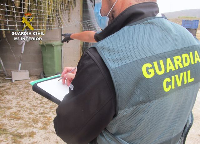 La Guardia Civil desmantela en Jumilla un cultivo de marihuana con más de 3.500 plantas - 2, Foto 2