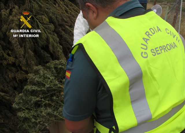 La Guardia Civil desmantela en Jumilla un cultivo de marihuana con más de 3.500 plantas - 3, Foto 3